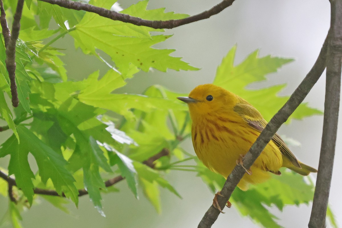 Yellow Warbler (Northern) - ML634560521
