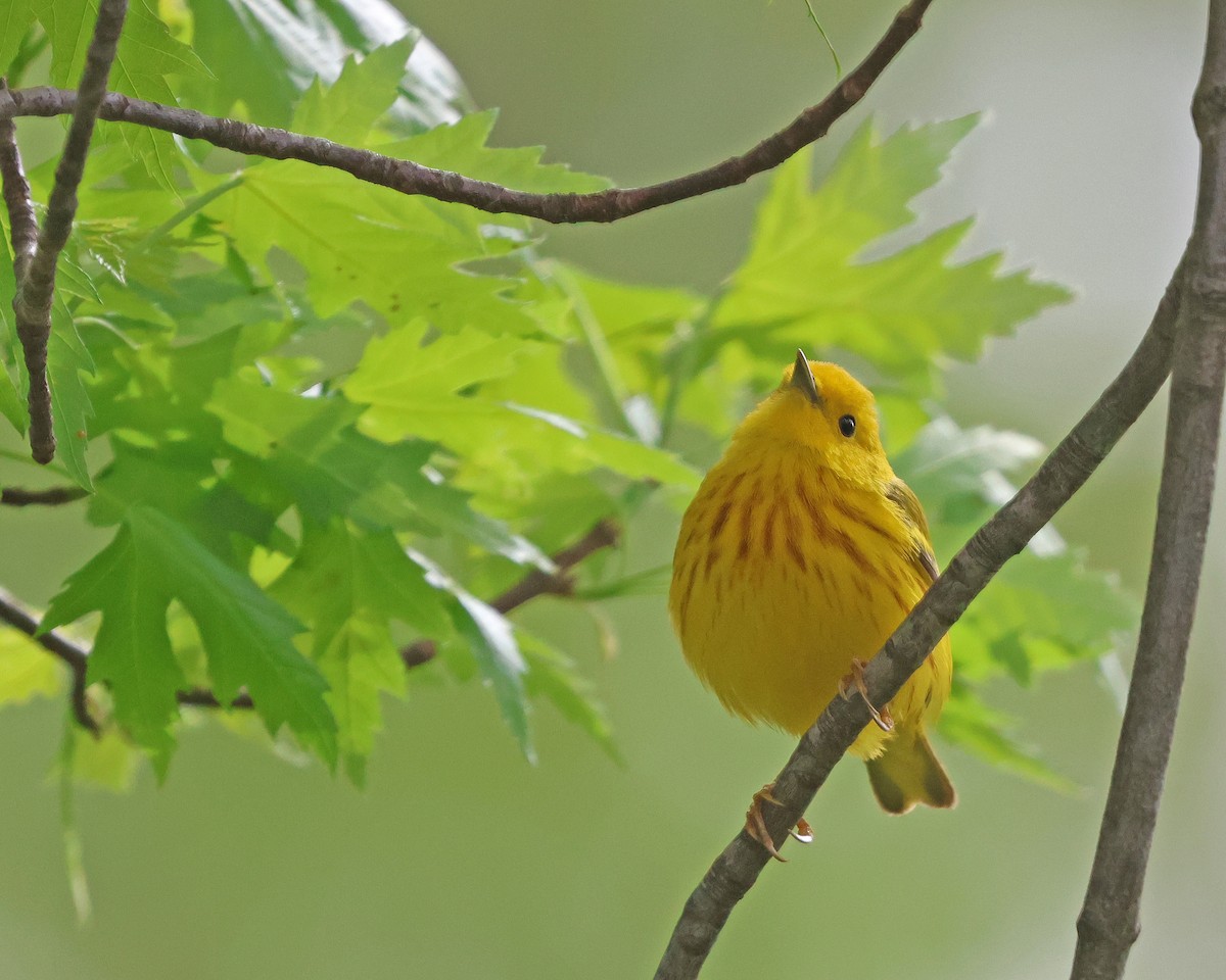 Yellow Warbler (Northern) - ML634560522