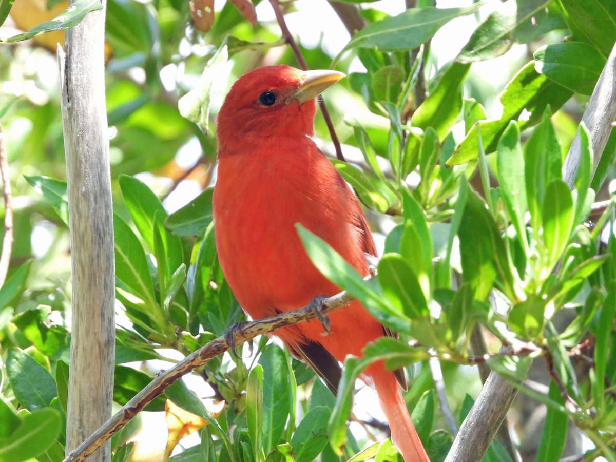 Summer Tanager - ML634560542