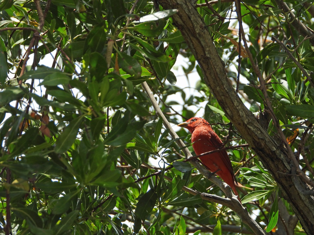 Summer Tanager - ML634560543