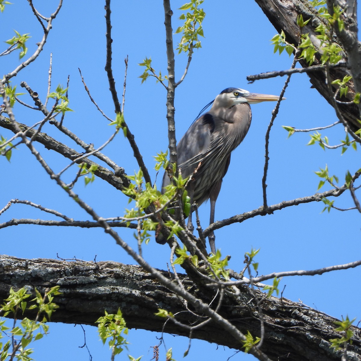Great Blue Heron - ML634560589