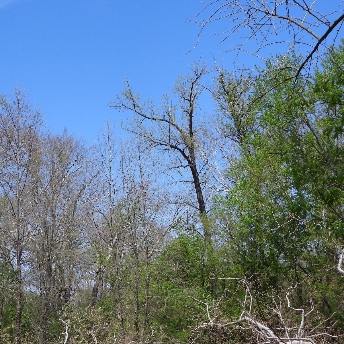 Great Blue Heron - ML634560597
