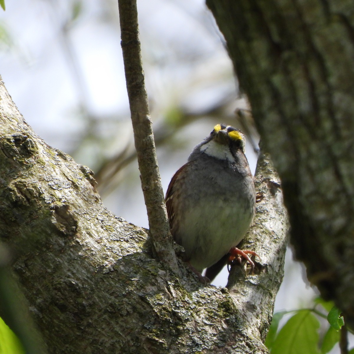 White-throated Sparrow - ML634560694