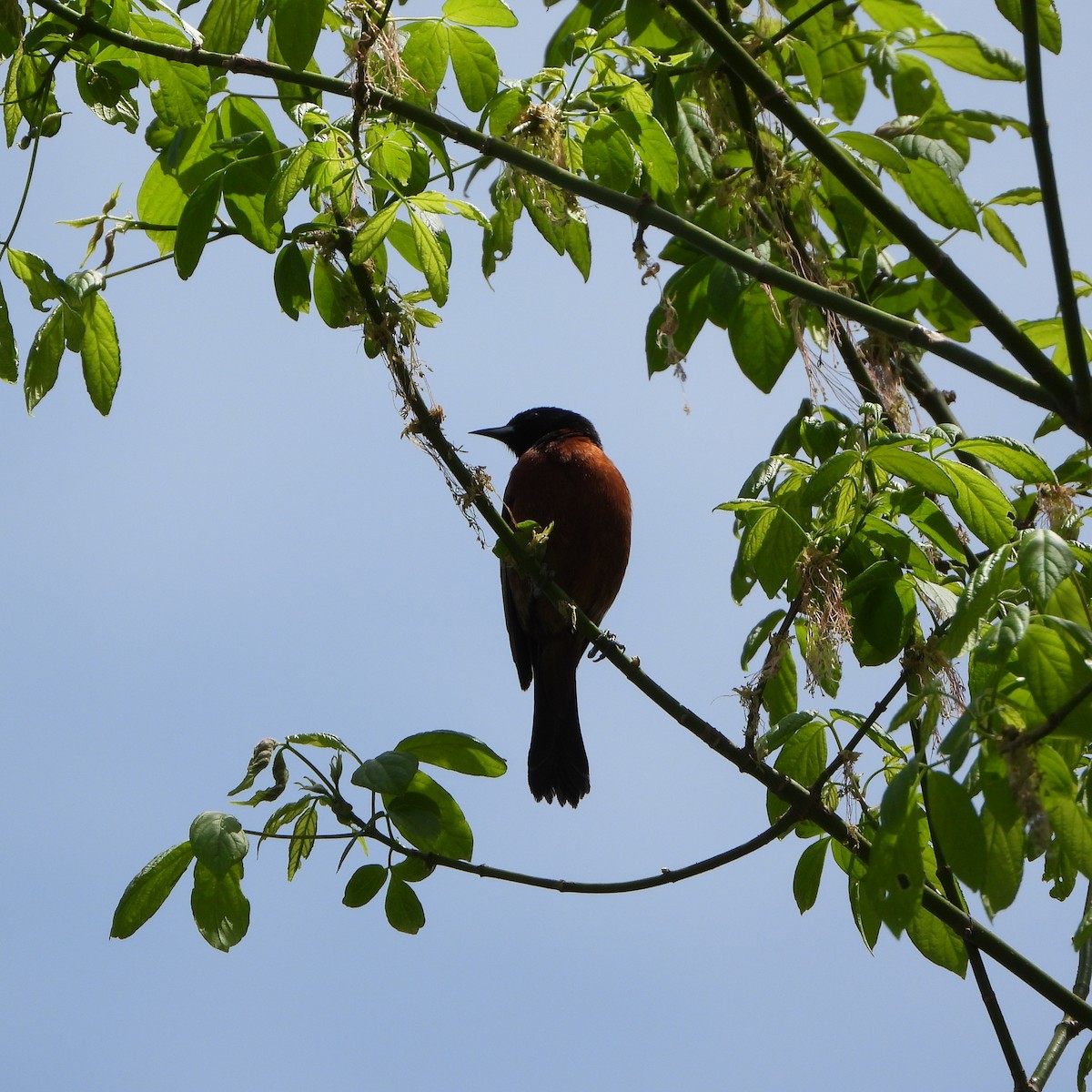 Orchard Oriole - ML634560708