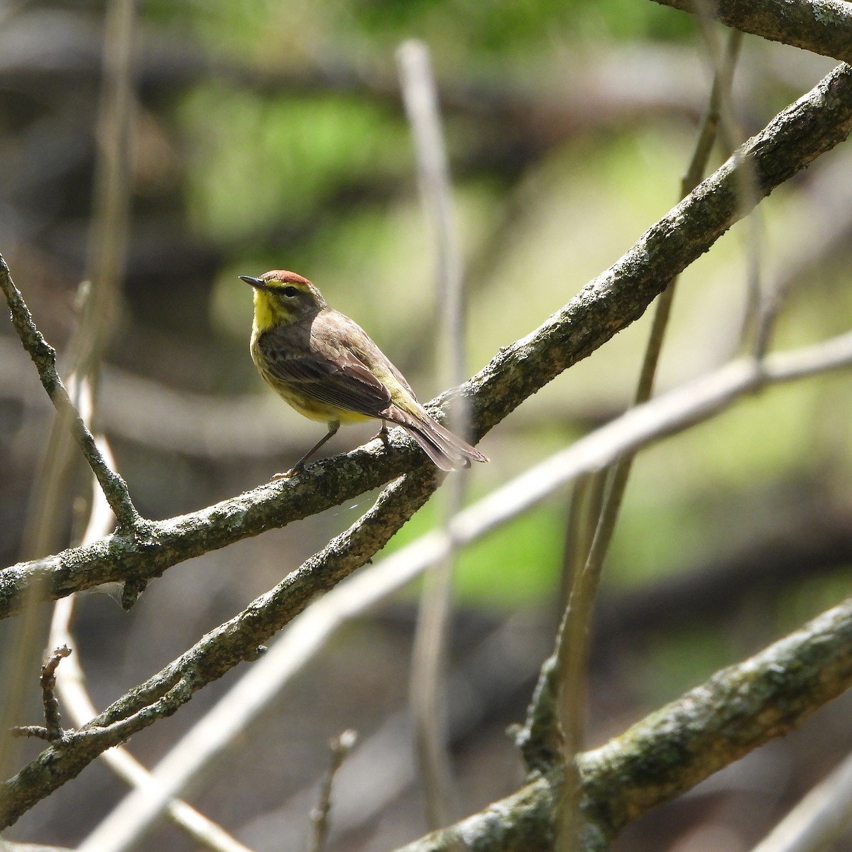 Palm Warbler - ML634560722