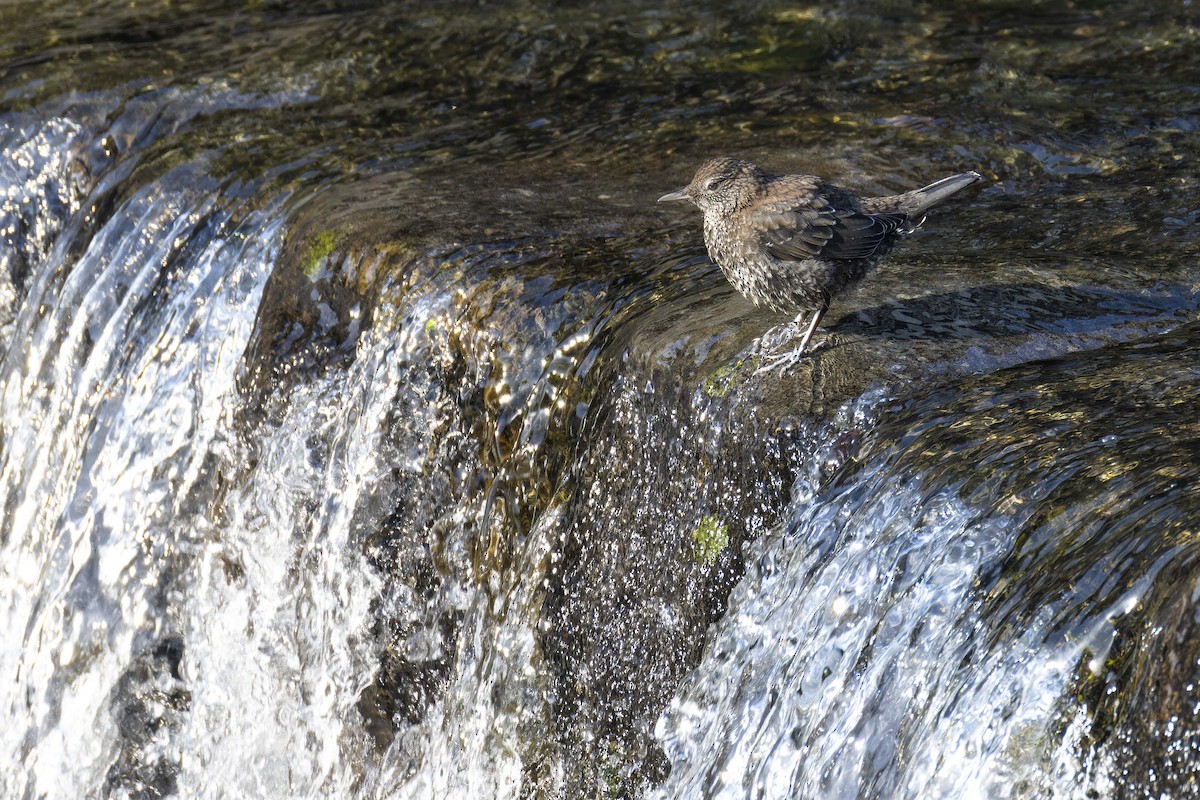 brunfossekall - ML634560744