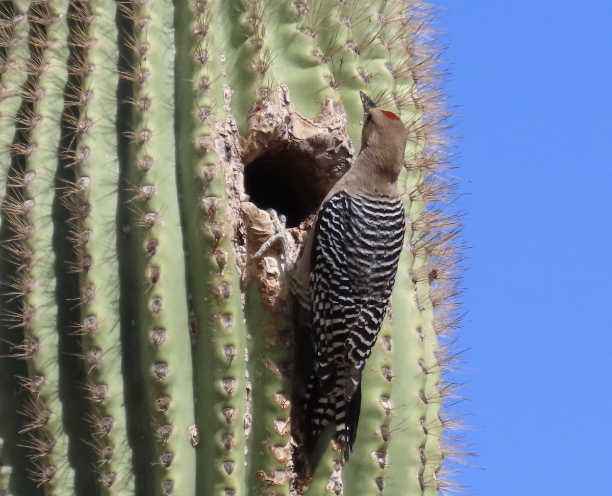 Gila Woodpecker - ML634560959