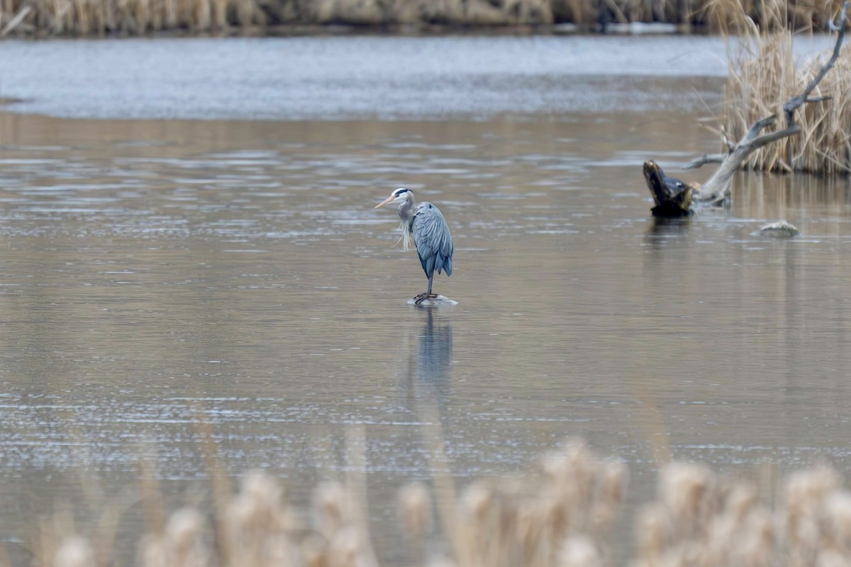Great Blue Heron - ML634560961