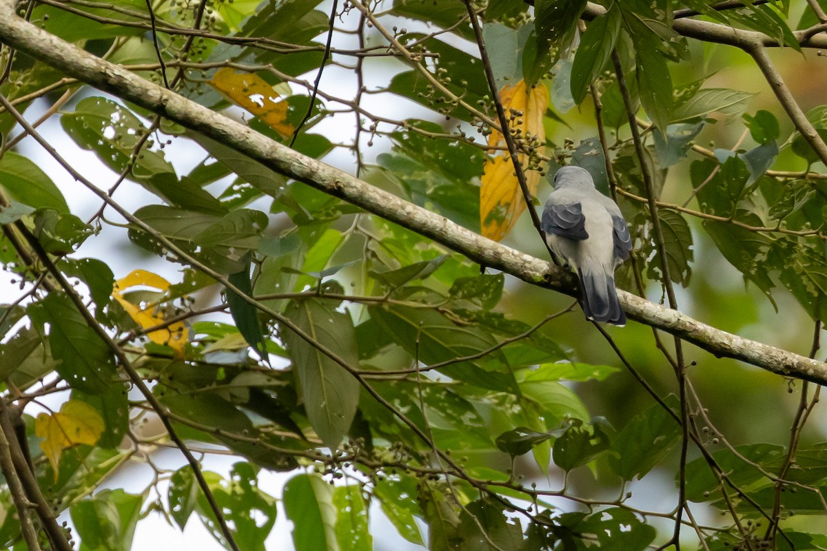 Black-winged Cuckooshrike - ML634560986