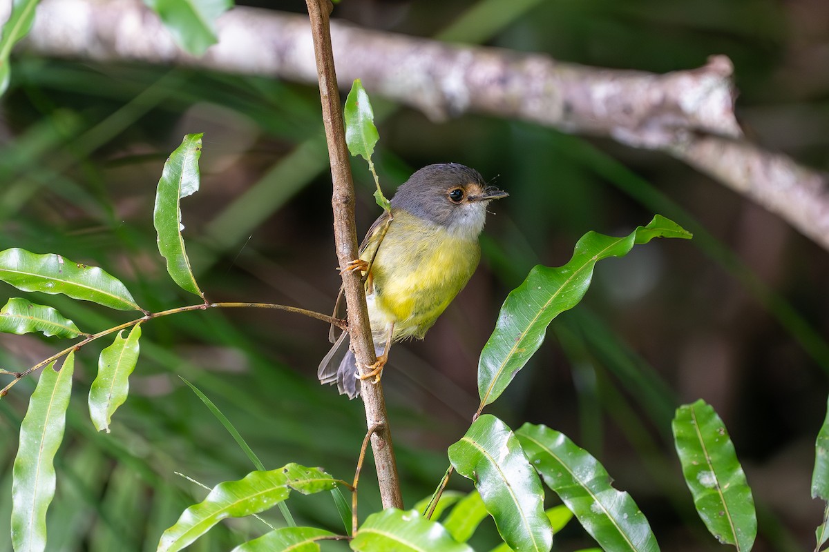 Pale-yellow Robin - ML634561126