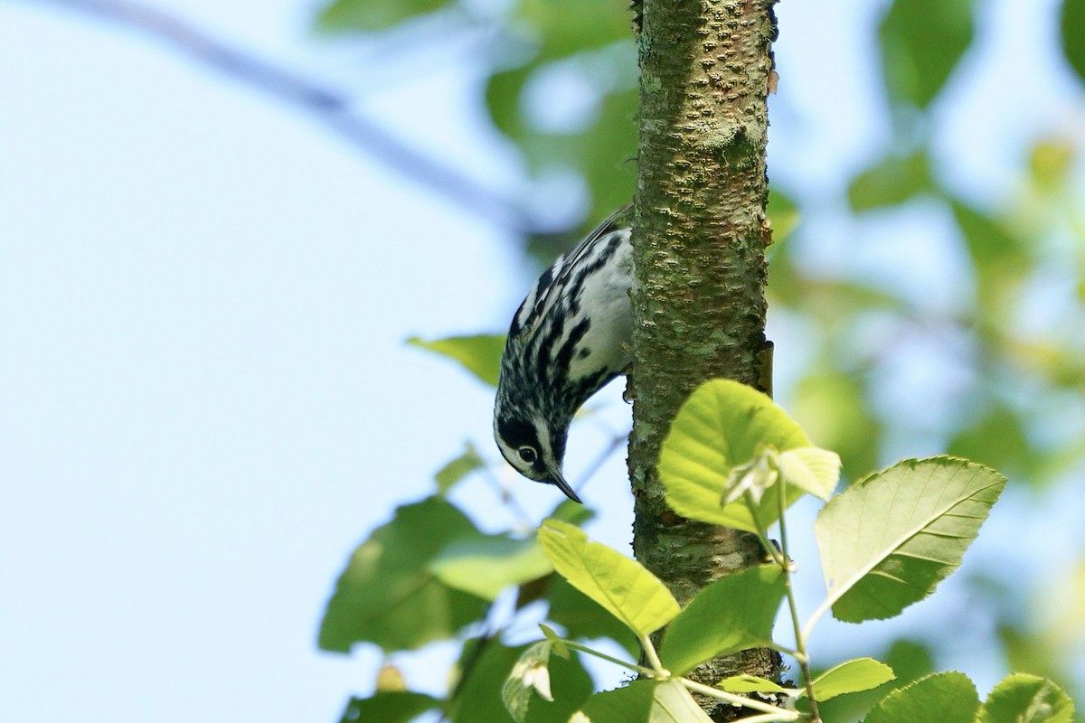 Black-and-white Warbler - ML634561139