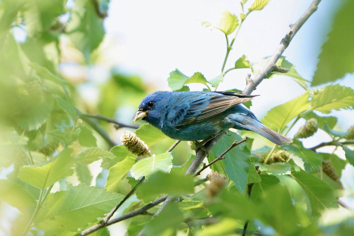 Indigo Bunting - ML634561169