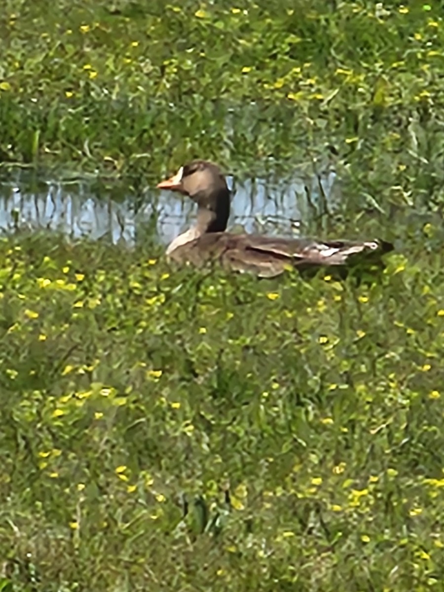 Greater White-fronted Goose - ML634561186
