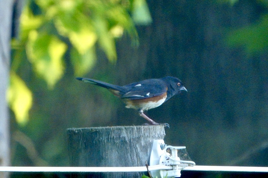 Eastern Towhee (White-eyed) - ML634561213