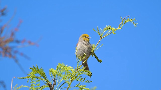 Verdin - ML634561317
