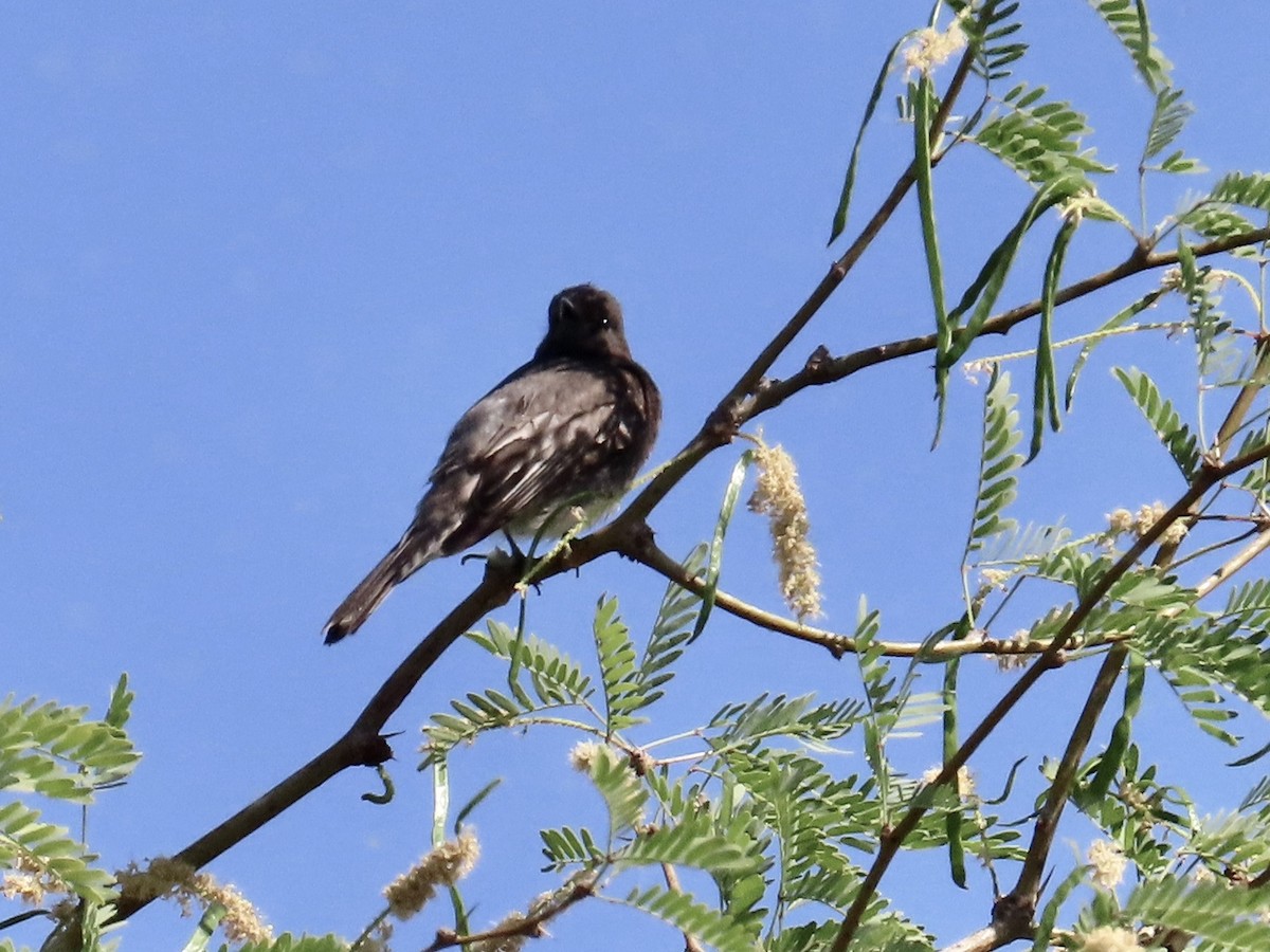 Black Phoebe - ML634561369