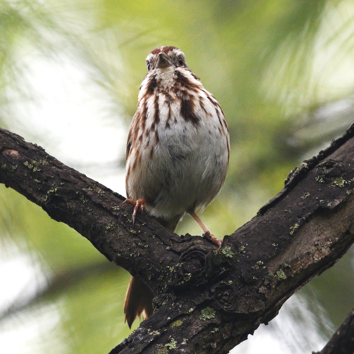 Song Sparrow - ML634561475