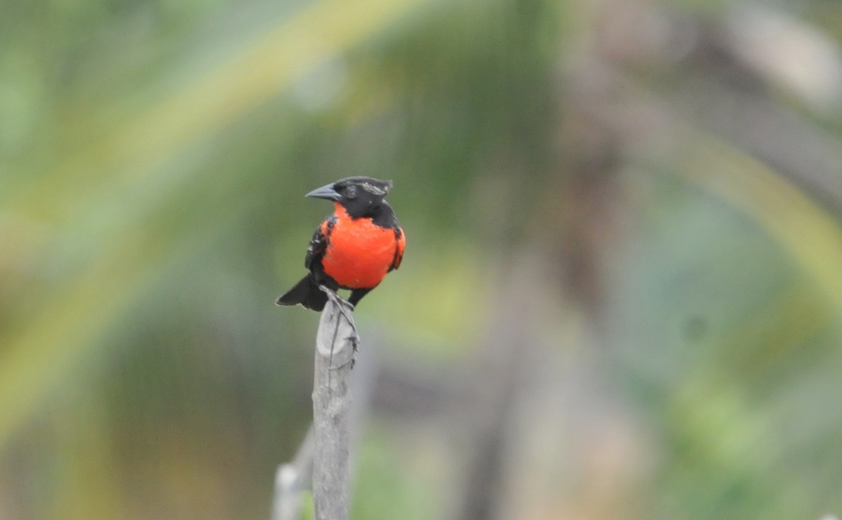 Red-breasted Meadowlark - ML634561538
