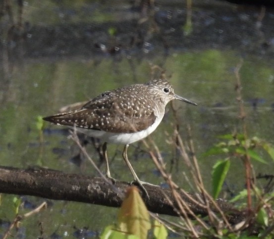 Solitary Sandpiper - ML634561602