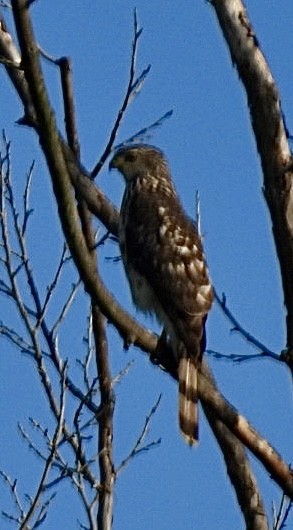 Cooper's Hawk - ML634561614