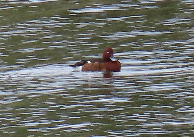 Ferruginous Duck - ML634561652