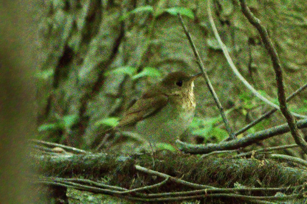 Veery - ML634561748