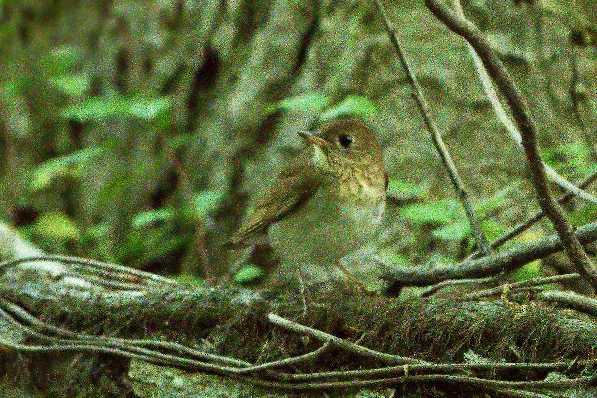 Veery - ML634561749