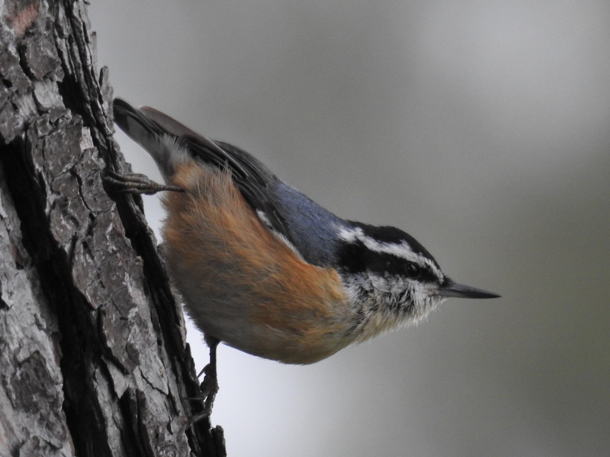 Red-breasted Nuthatch - ML634561771
