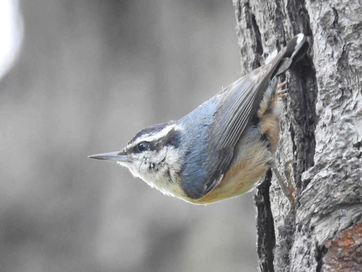 Red-breasted Nuthatch - ML634561817