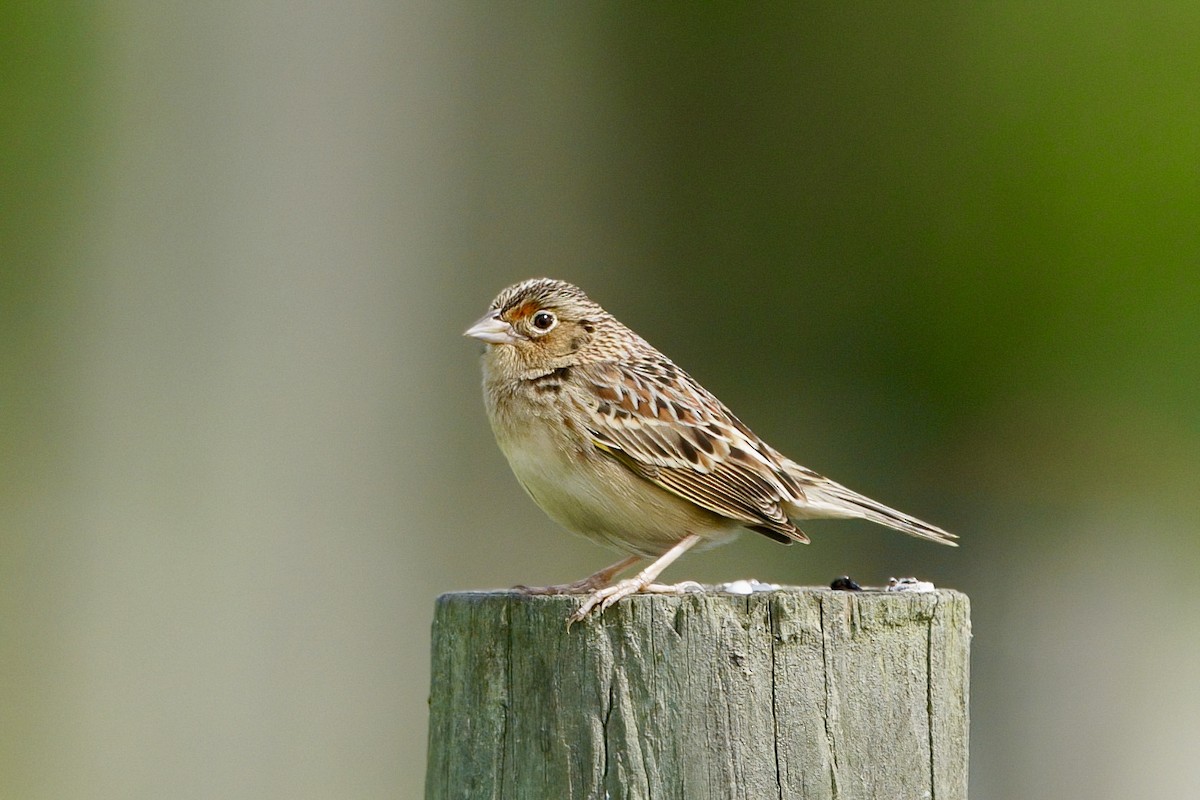 Grasshopper Sparrow - ML634561926