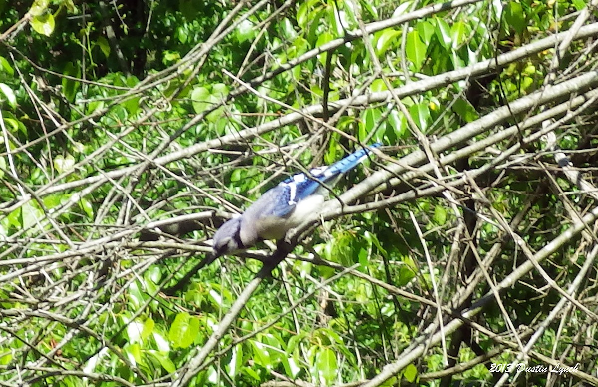 Blue Jay - ML634562047