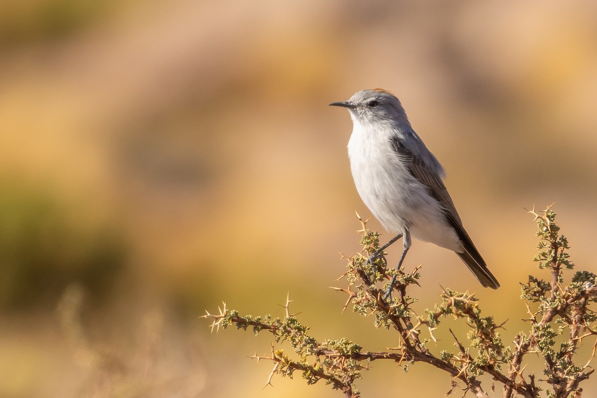 Rufous-naped Ground-Tyrant - ML634562206