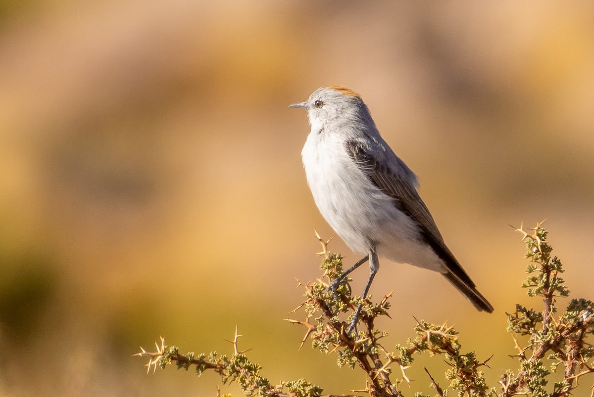 Rufous-naped Ground-Tyrant - ML634562207