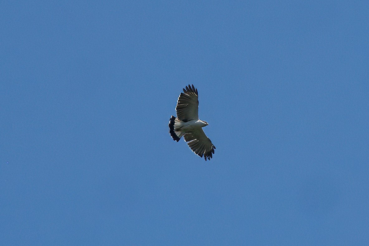 Graurückenbussard - ML634562263