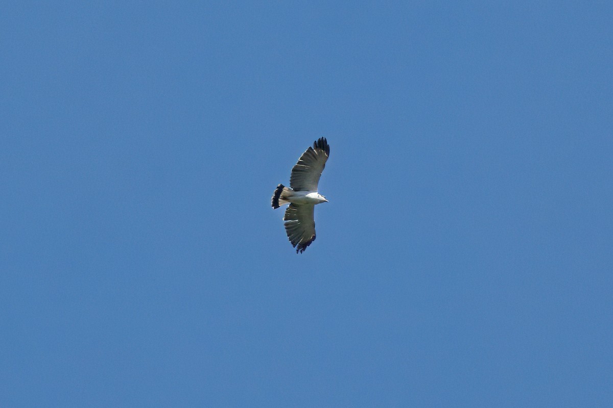 Graurückenbussard - ML634562264