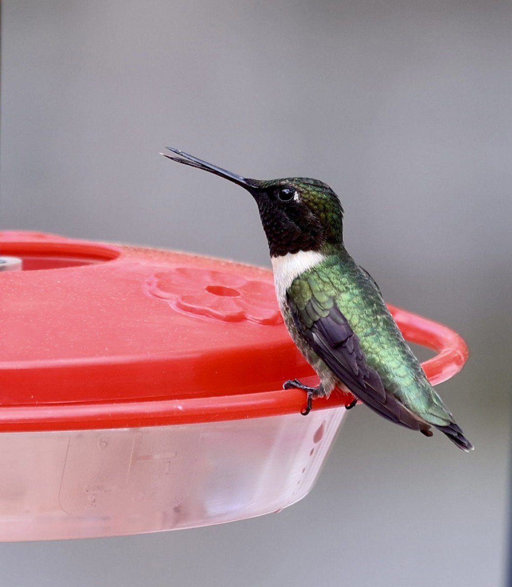 Ruby-throated Hummingbird - ML634562321