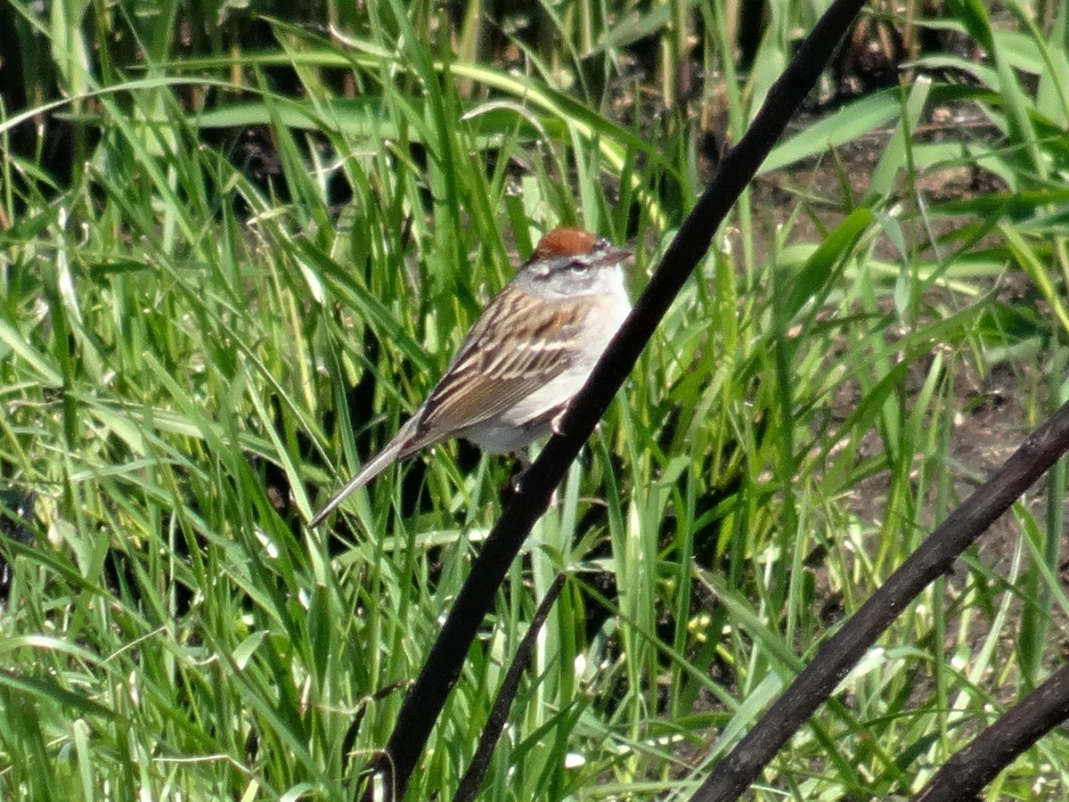 Chipping Sparrow - ML634562338