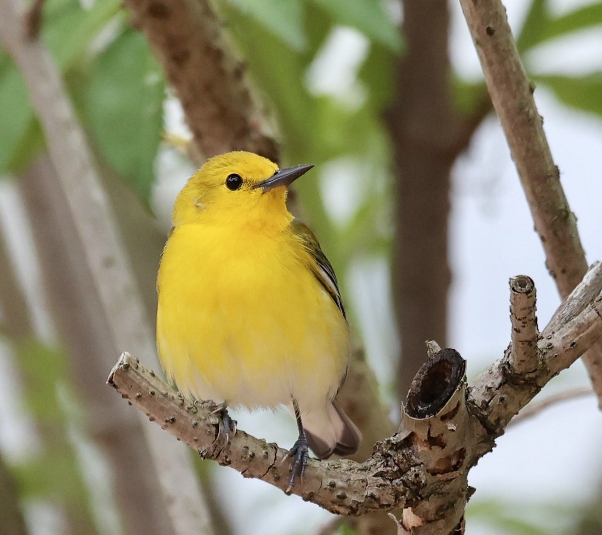Prothonotary Warbler - ML634562342