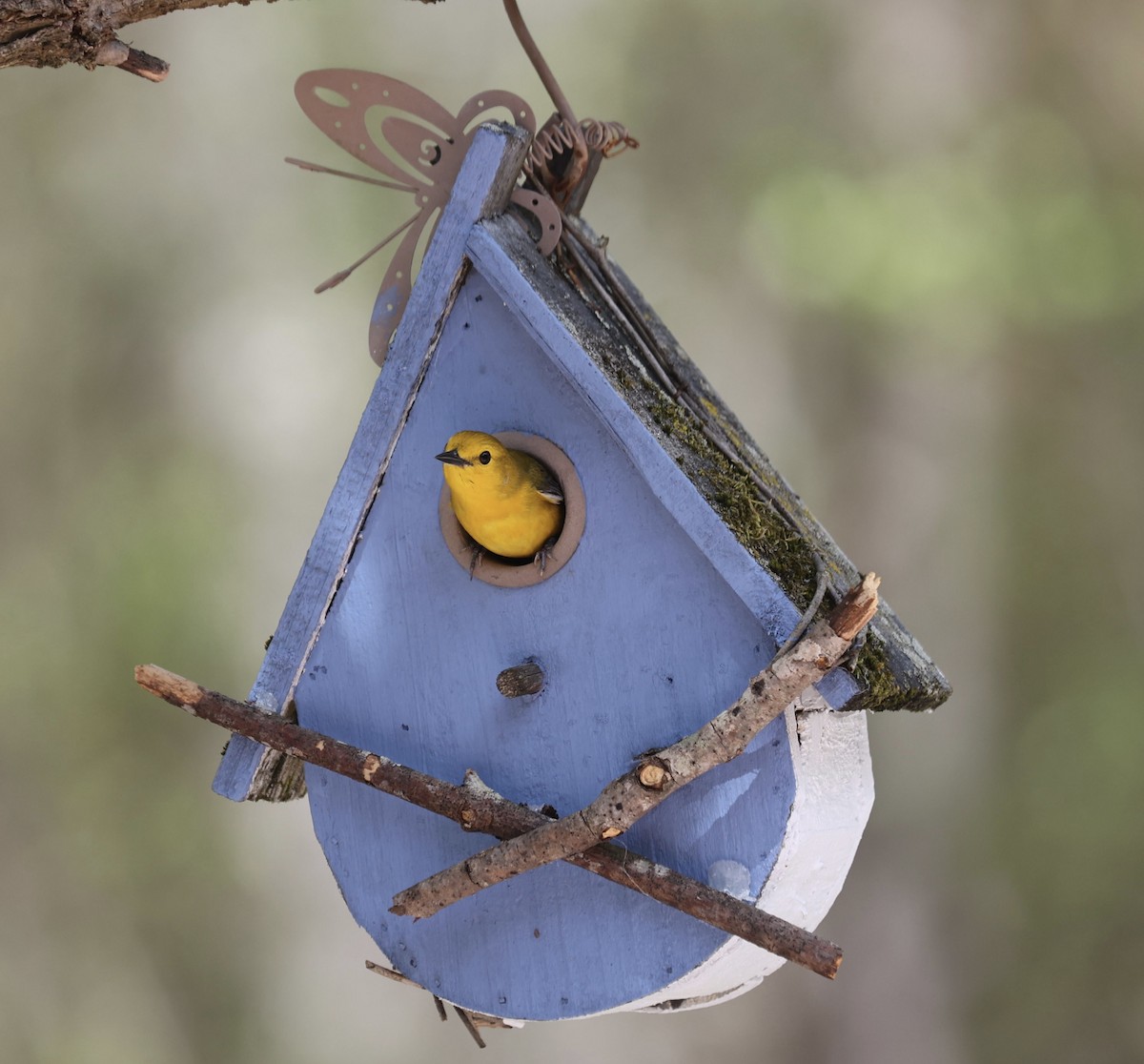 Prothonotary Warbler - ML634562343