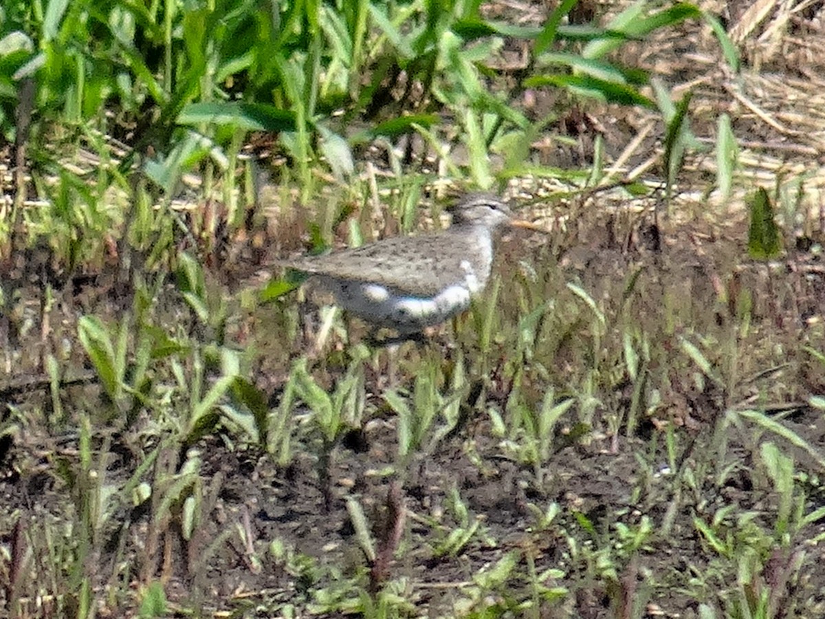 Spotted Sandpiper - ML634562346