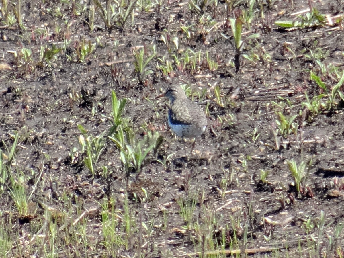 Spotted Sandpiper - ML634562347