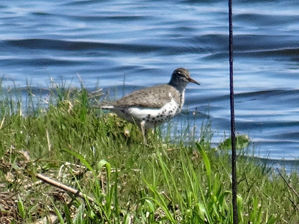 Spotted Sandpiper - ML634562348