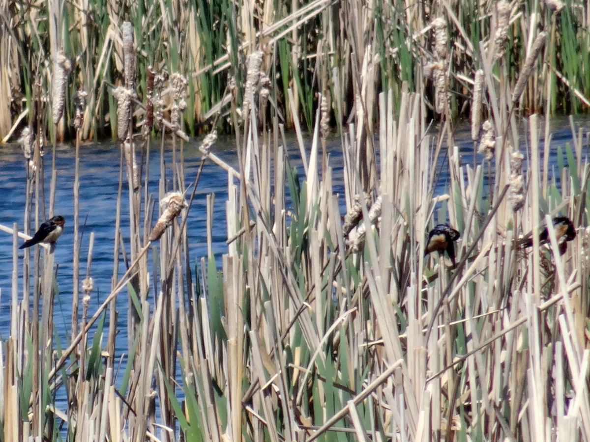 Barn Swallow (American) - ML634562364