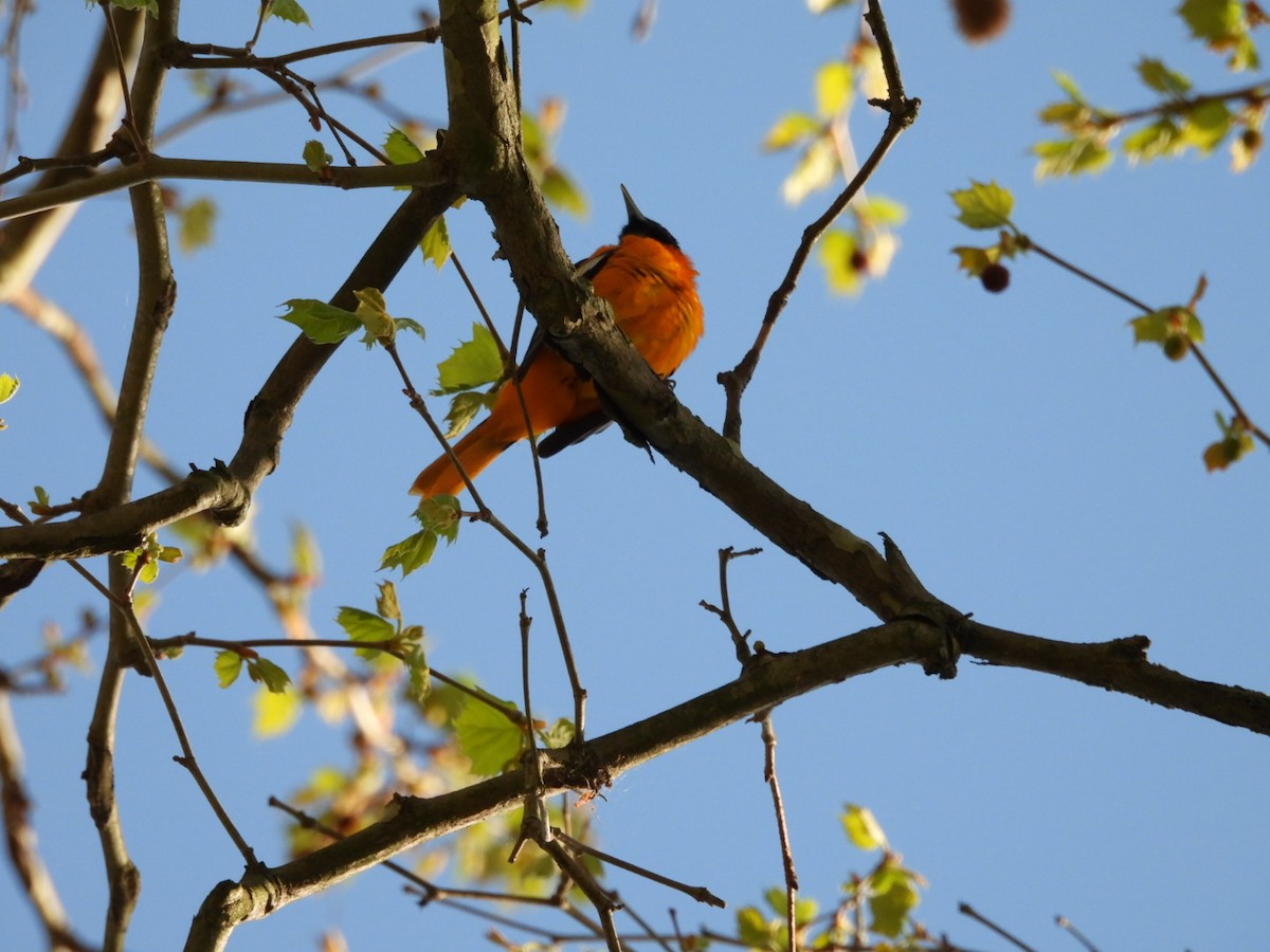 Baltimore Oriole - ML634562462
