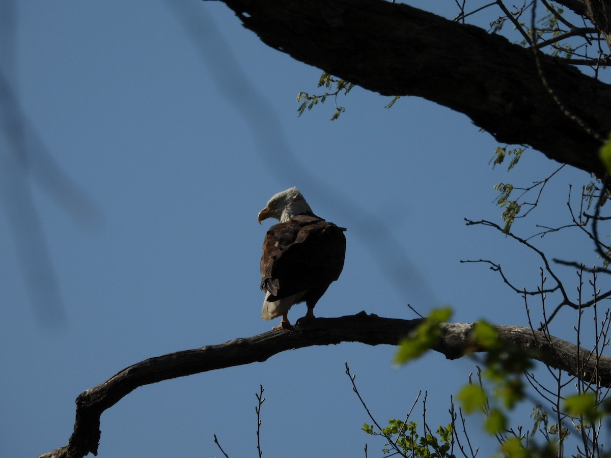 Bald Eagle - ML634562473