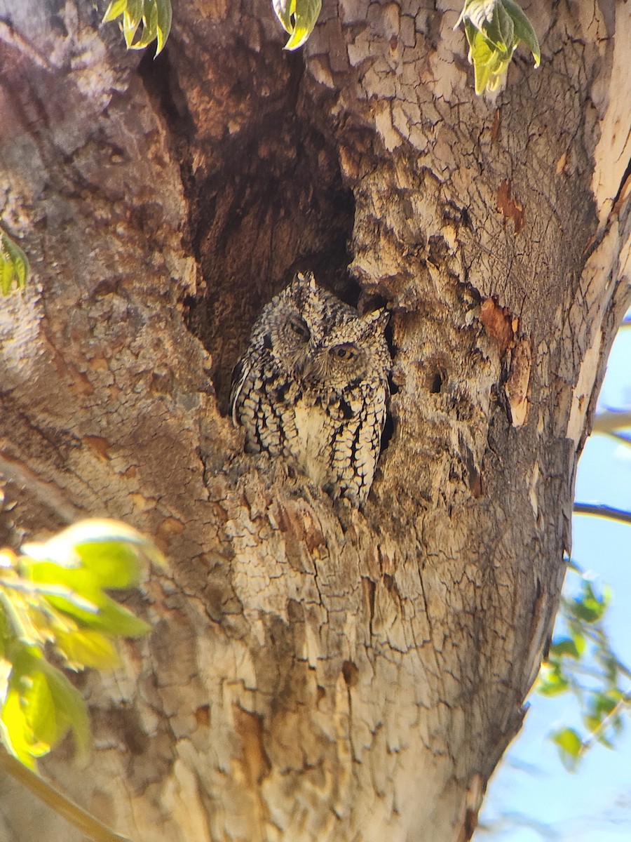 Whiskered Screech-Owl - ML634562485
