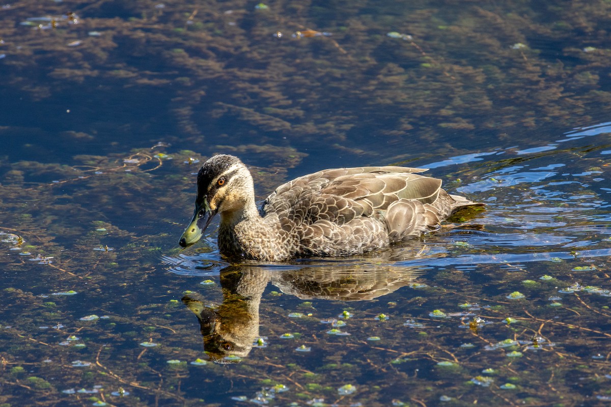 Pacific Black Duck - ML634562669
