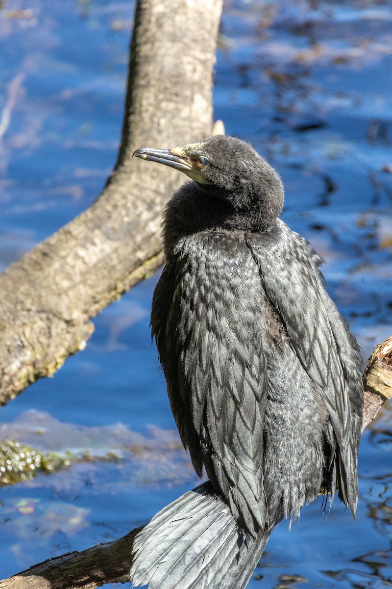 Little Pied Cormorant - ML634562686