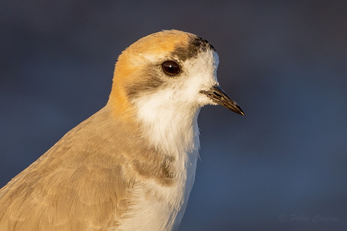 Puna Plover - ML634562713