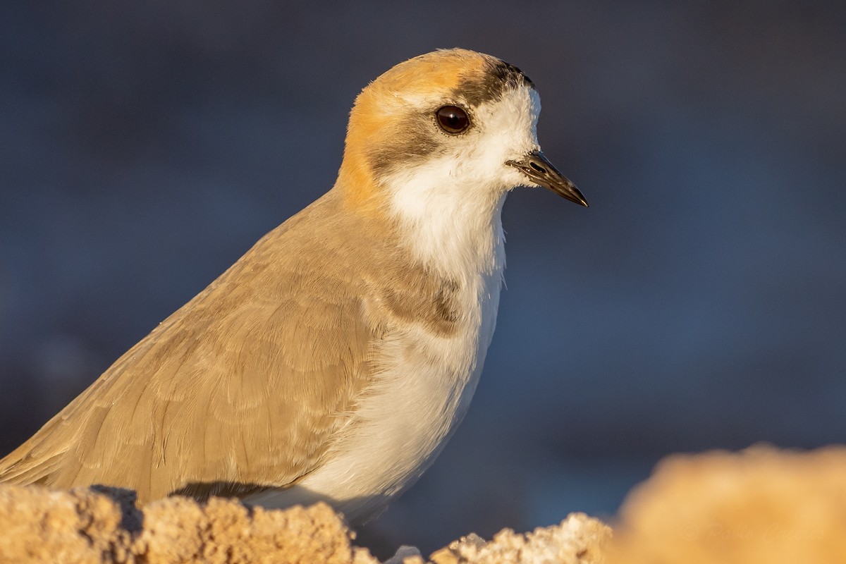 Puna Plover - ML634562714